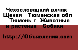 Чехословацкий влчак. Щенки - Тюменская обл., Тюмень г. Животные и растения » Собаки   